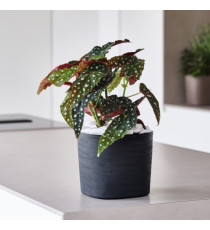 Vaso quadrato Capri - 13 L - sabbia - TeraPlast Vaso quadrato Capri - 13 L - sabbia - TeraPlast