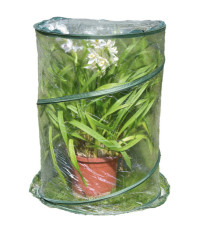 Serra Pop-up Anthurium - 70 x 100 cm - trasparente - Verdemax