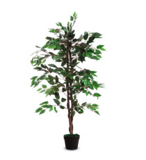 Pianta ornamentale - ficus - H 120cm - Paperflow