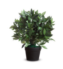 Pianta ornamentale - lauro - H 50cm - Paperflow